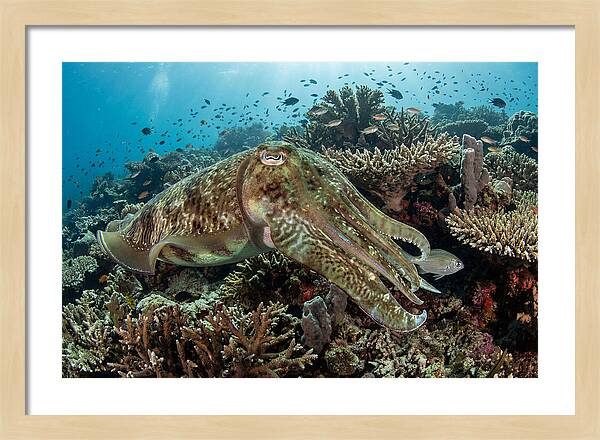 Giant Cuttlefish In Coral Reef