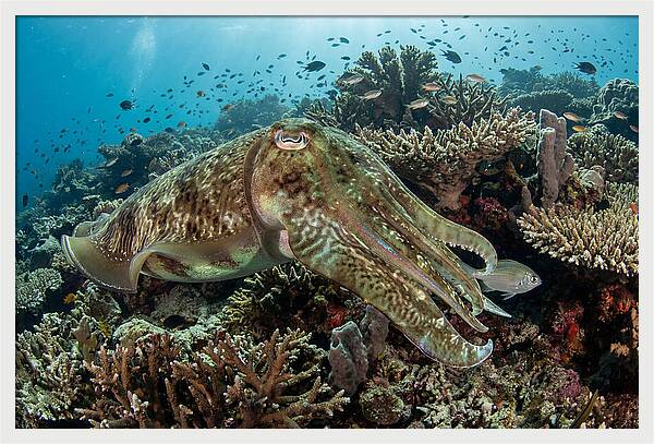 Giant Cuttlefish In Coral Reef