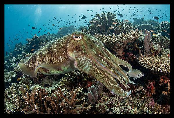 Giant Cuttlefish In Coral Reef