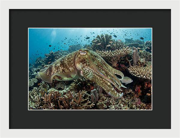 Giant Cuttlefish In Coral Reef