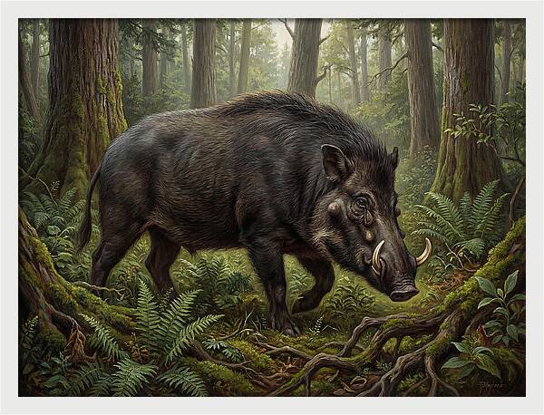 Giant Forest Hog In The Wild