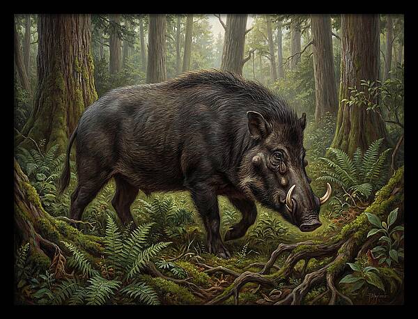Giant Forest Hog In The Wild