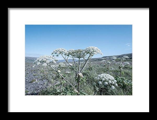 Giant Hogweed Blooms Under Blue Sky