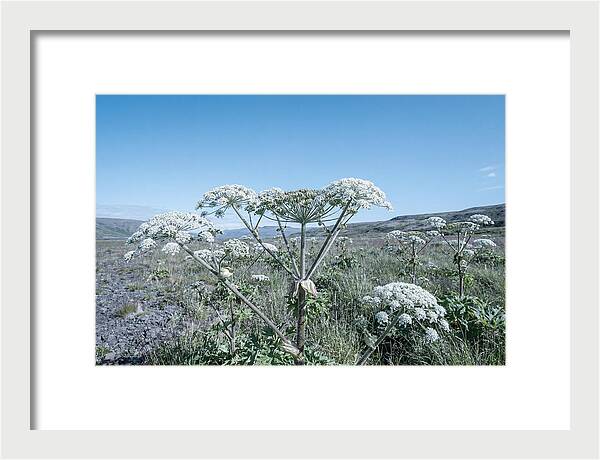 Giant Hogweed Blooms Under Blue Sky