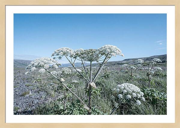 Giant Hogweed Blooms Under Blue Sky