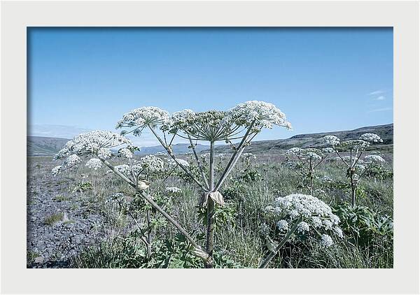 Giant Hogweed Blooms Under Blue Sky