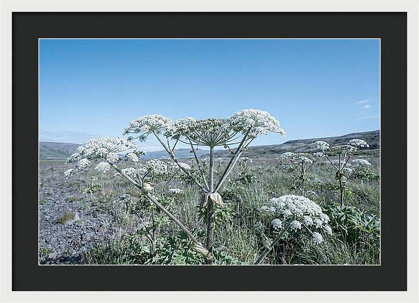 Giant Hogweed Blooms Under Blue Sky