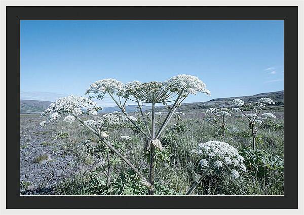 Giant Hogweed Blooms Under Blue Sky