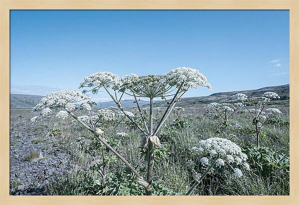 Giant Hogweed Blooms Under Blue Sky