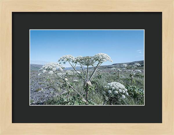 Giant Hogweed Blooms Under Blue Sky