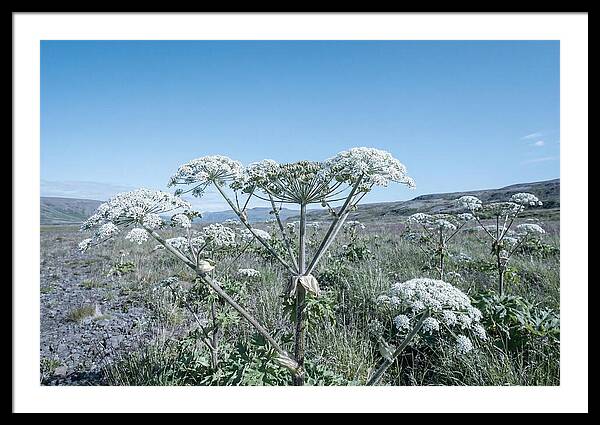Giant Hogweed Blooms Under Blue Sky