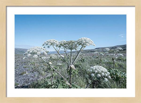 Giant Hogweed Blooms Under Blue Sky