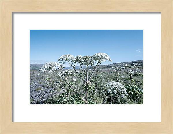 Giant Hogweed Blooms Under Blue Sky