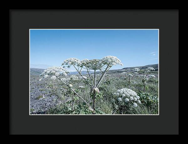 Giant Hogweed Blooms Under Blue Sky