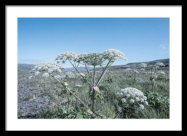 Giant Hogweed Blooms Under Blue Sky