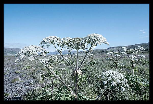 Giant Hogweed Blooms Under Blue Sky