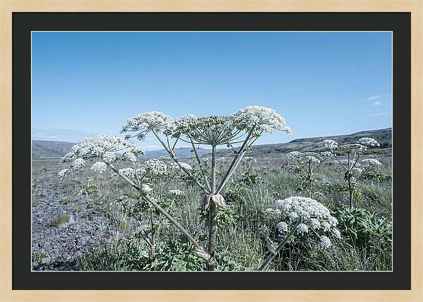 Giant Hogweed Blooms Under Blue Sky