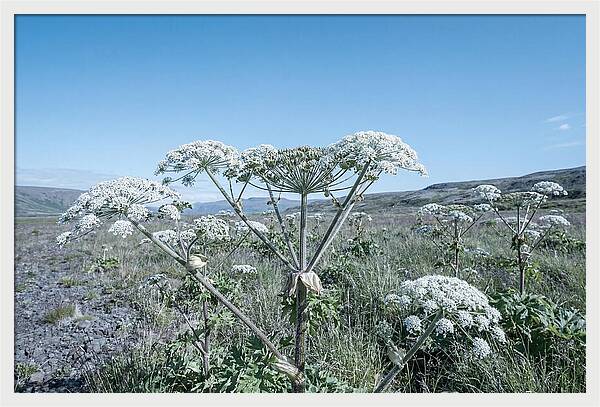 Giant Hogweed Blooms Under Blue Sky