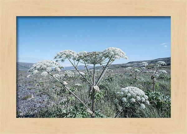 Giant Hogweed Blooms Under Blue Sky