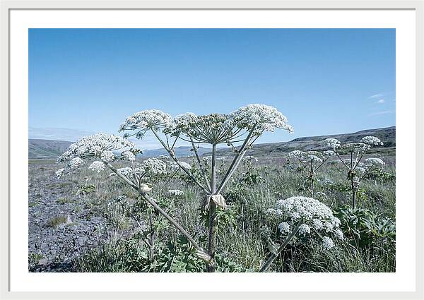Giant Hogweed Blooms Under Blue Sky