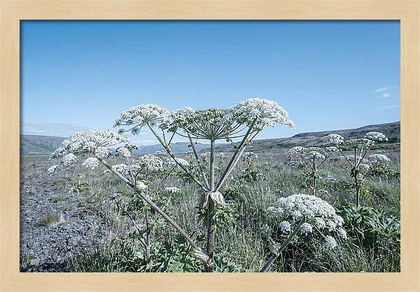 Giant Hogweed Blooms Under Blue Sky