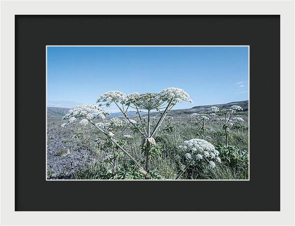 Giant Hogweed Blooms Under Blue Sky