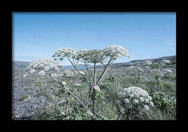 Giant Hogweed Blooms Under Blue Sky