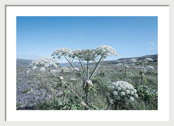 Giant Hogweed Blooms Under Blue Sky