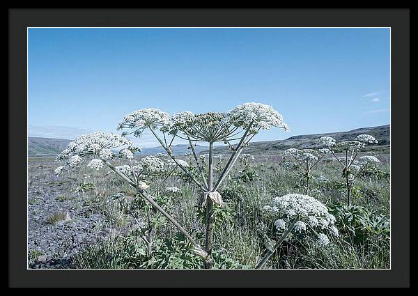 Giant Hogweed Blooms Under Blue Sky