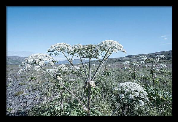 Giant Hogweed Blooms Under Blue Sky