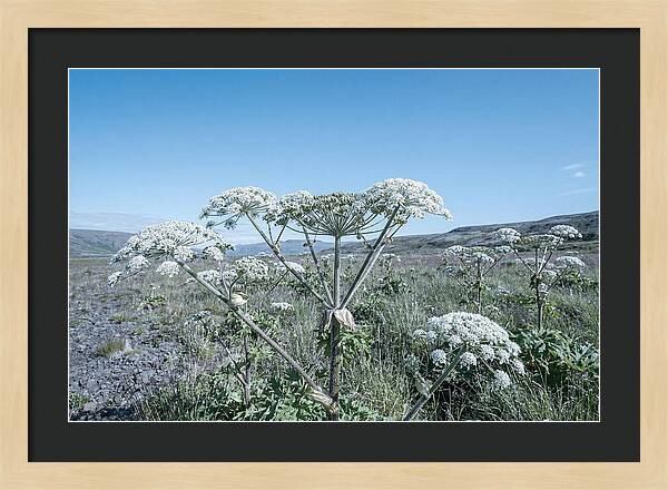 Giant Hogweed Blooms Under Blue Sky
