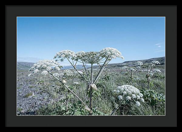 Giant Hogweed Blooms Under Blue Sky
