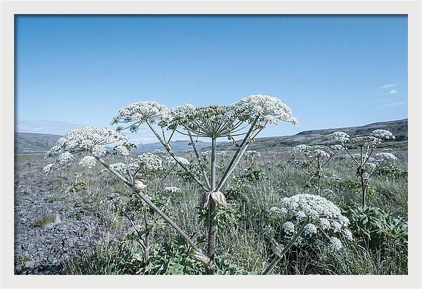 Giant Hogweed Blooms Under Blue Sky