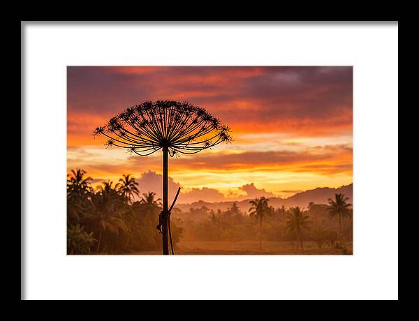Giant Hogweed Silhouette At Sunset