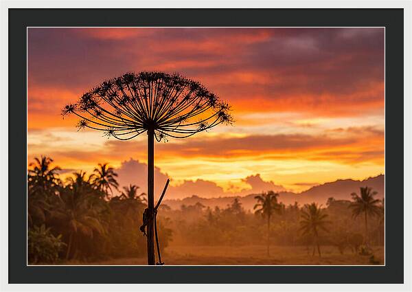 Giant Hogweed Silhouette At Sunset