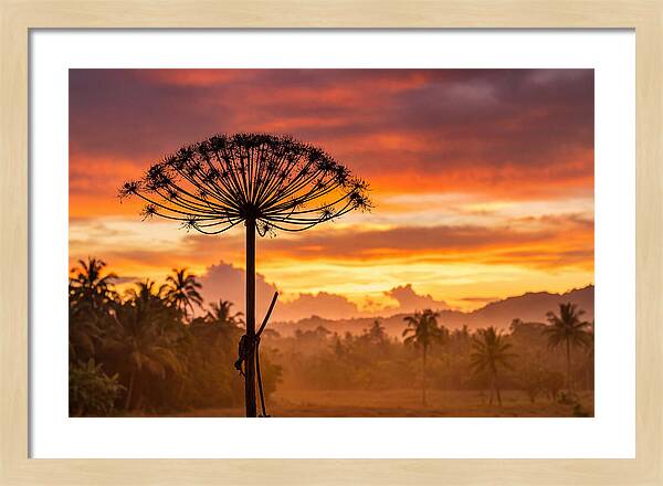 Giant Hogweed Silhouette At Sunset