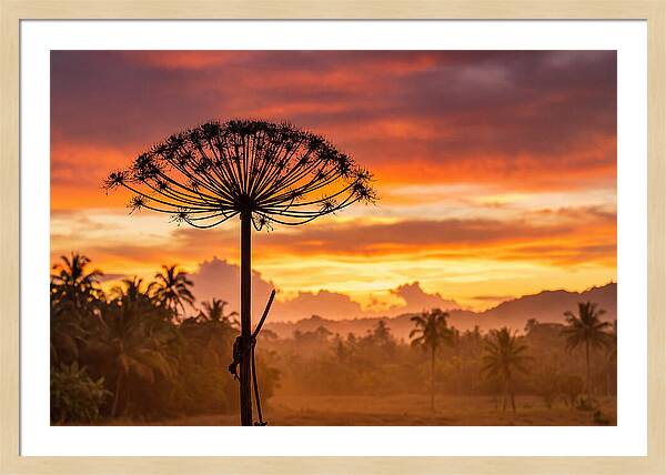 Giant Hogweed Silhouette At Sunset