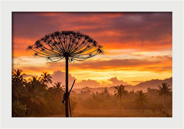 Giant Hogweed Silhouette At Sunset
