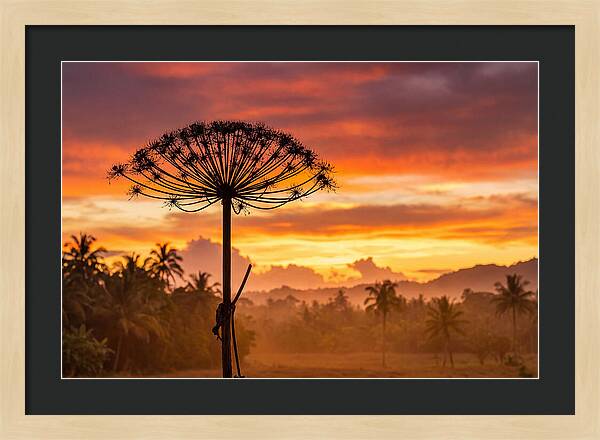 Giant Hogweed Silhouette At Sunset
