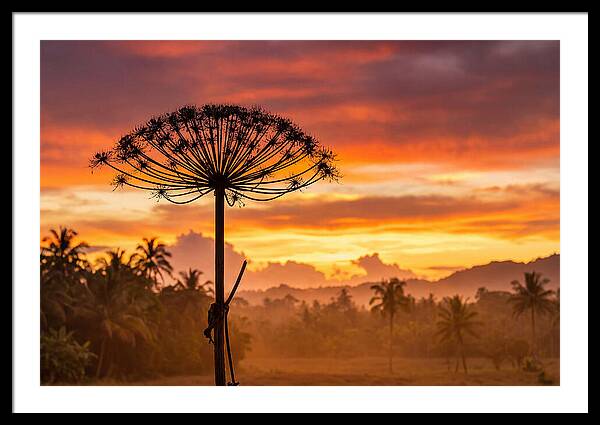 Giant Hogweed Silhouette At Sunset