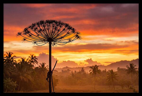 Giant Hogweed Silhouette At Sunset