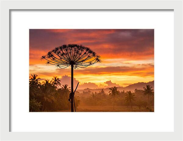 Giant Hogweed Silhouette At Sunset