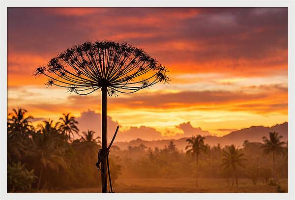 Giant Hogweed Silhouette At Sunset
