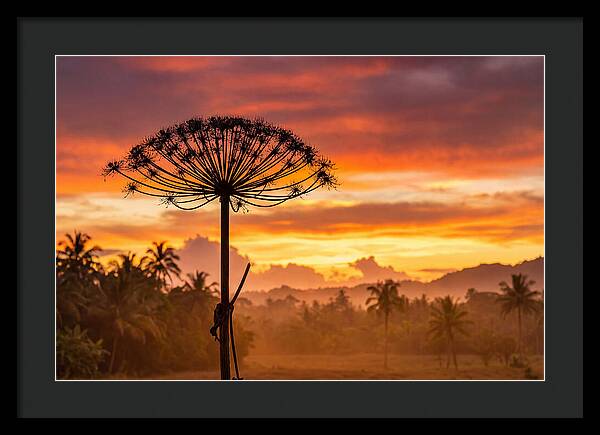 Giant Hogweed Silhouette At Sunset