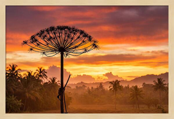 Giant Hogweed Silhouette At Sunset