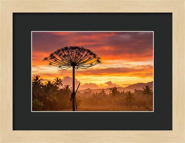 Giant Hogweed Silhouette At Sunset