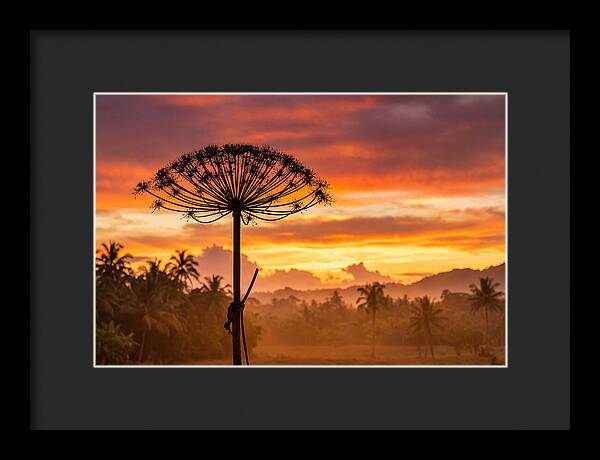 Giant Hogweed Silhouette At Sunset