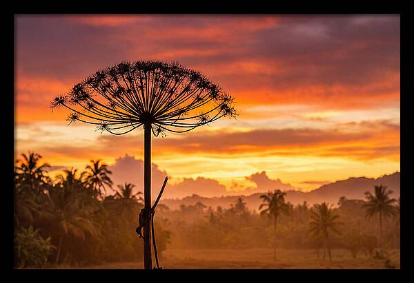 Giant Hogweed Silhouette At Sunset