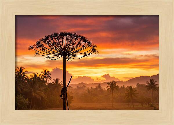Giant Hogweed Silhouette At Sunset