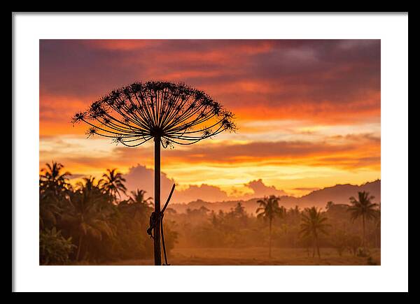 Giant Hogweed Silhouette At Sunset